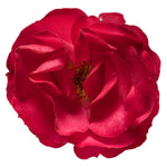 Courtesy of Proven Winners - www.provenwinners.com