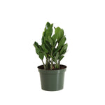 ZZ Plant