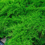 Parson’s Juniper