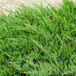 Parson’s Juniper