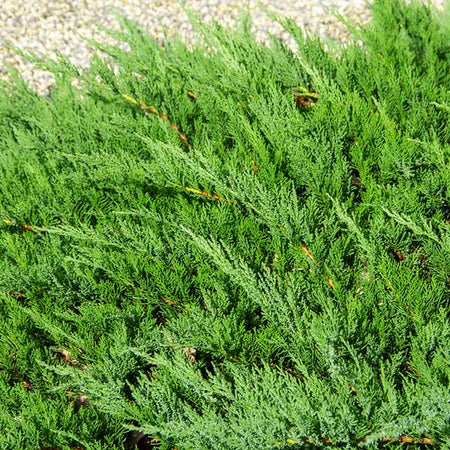 Parson’s Juniper