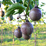 Passion Fruit Vine