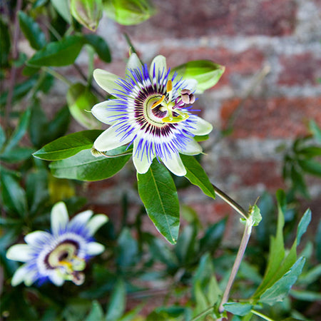Passion Fruit Vine