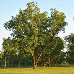 Pawnee Pecan Tree