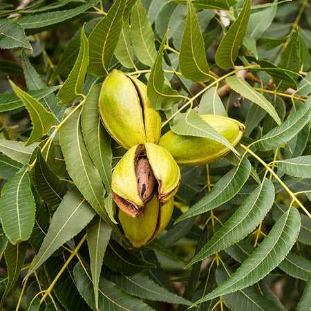 Pawnee Pecan Tree