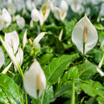 Peace Lily