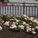 Peach Drift® Rose