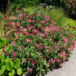 Peaches and Cream is a dwarf honeysuckle so it is more manageable as a shrub or climbing vine.