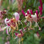 Peaches & Cream Honeysuckle Vine