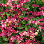 Peaches & Cream Honeysuckle Vine