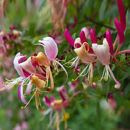 Peaches & Cream Honeysuckle Vine