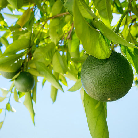 Persian 'Bearss' Lime Bush