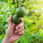 Persian 'Bearss' Lime Tree