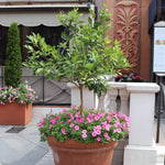 Persian Lime Tree