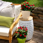 Petite Knock Out® Rose Shrub