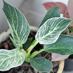 Birkin Philodendron Plant