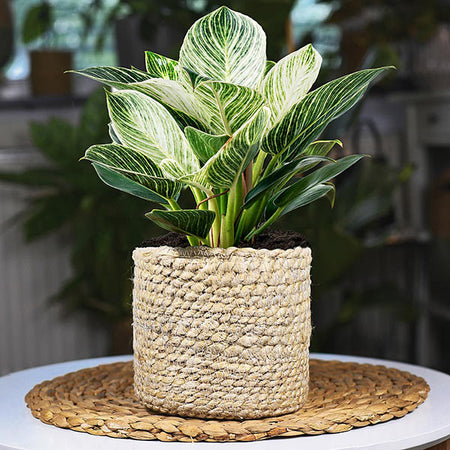Birkin Philodendron Plant