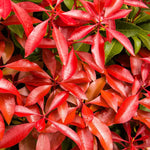 New growth is an intense red.