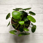 Pilea peperomioides (Pancake Plant)