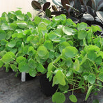 Our 1 Gallon Pancake plants.