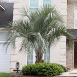 Pindo Palm Tree