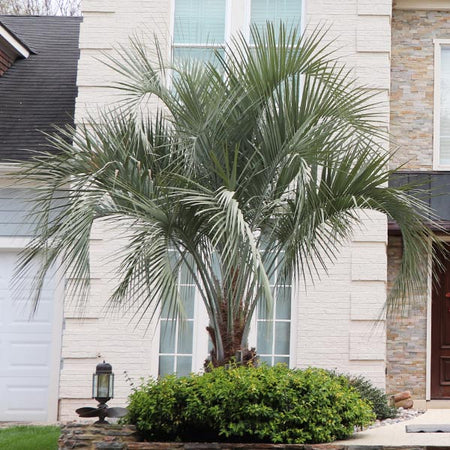 Pindo Palm Tree