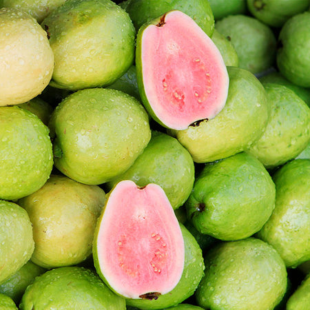 Tropical Pink Guava Tree