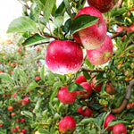 Pink Lady is also known by it's cultivar name of 'Cripps Pink'.
