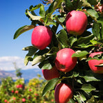 The Pink Lady gets it's color from direct sun, careful pruning for exposure provides the best color.