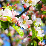 Pink Lady flowers earlier than many apples but fruits late in fall.