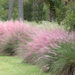 Pink Muhly Grass
