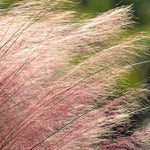 Pink Muhly Grass