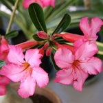 Images shown are of mature plants