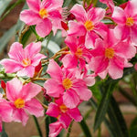 Images shown are of mature plants