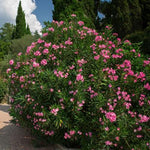 Images shown are of mature plants