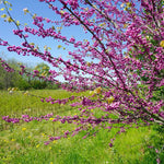 In spring branches are covered with these unique blossoms.