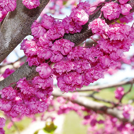 Pink Pom Poms' Redbud Tree