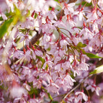 In spring delicate pink blossoms fill the tree.