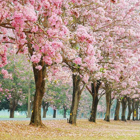 Pink Trumpet Tree