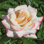 Pinkerbelle™ Rose