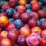 Two different kinds of delicious plums on one tree.