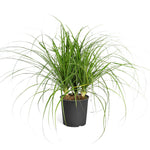Ponytail Palm Tree