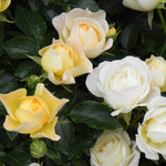 Popcorn Drift® Rose