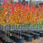 Fall color is orange to red.