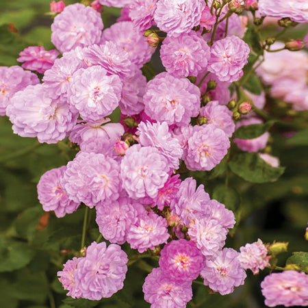 Pretty Polly® Lavender Rose