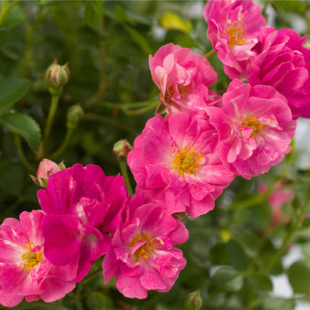 Pretty Polly® Pink Rose