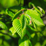 Pretty green leaves with raised ridges.