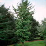 Princeton Sentry™ Columnar Ginkgo