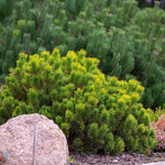 Dwarf Mugo Pine