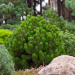 Dwarf Mugo Pine